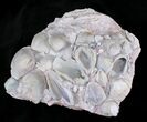Opal Replaced Fossil Clams, Gastropods & Crinoid - Australia #22838-4